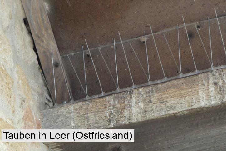 Tauben in Leer (Ostfriesland)